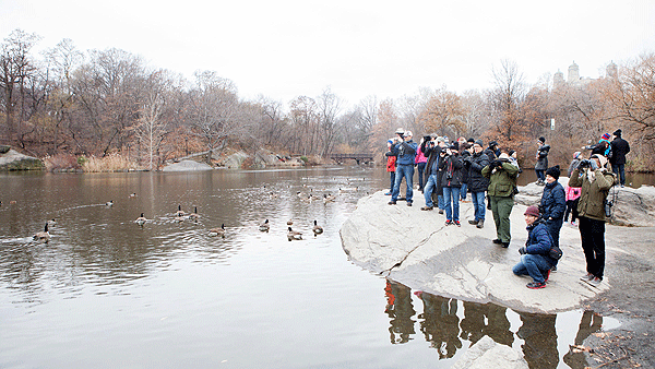 Established in 1900 by ornithologist Frank Chapman, the Christmas Bird Count is now organized by the National Audubon Society. Photo: Camilla Cerea National Audubon Society