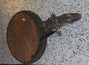 Alligators in the sewer? Find out the truth behind the rumors.