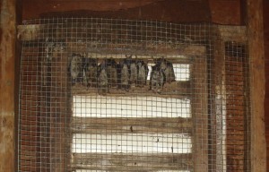 bats in cage