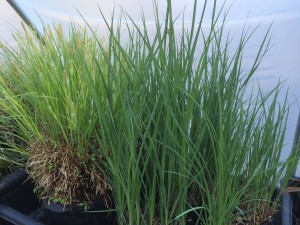 Carex lacustris is a sedge native to the mid-Atlantic that can be used as an alternative to many of the invasive asiatic species used in landscaping