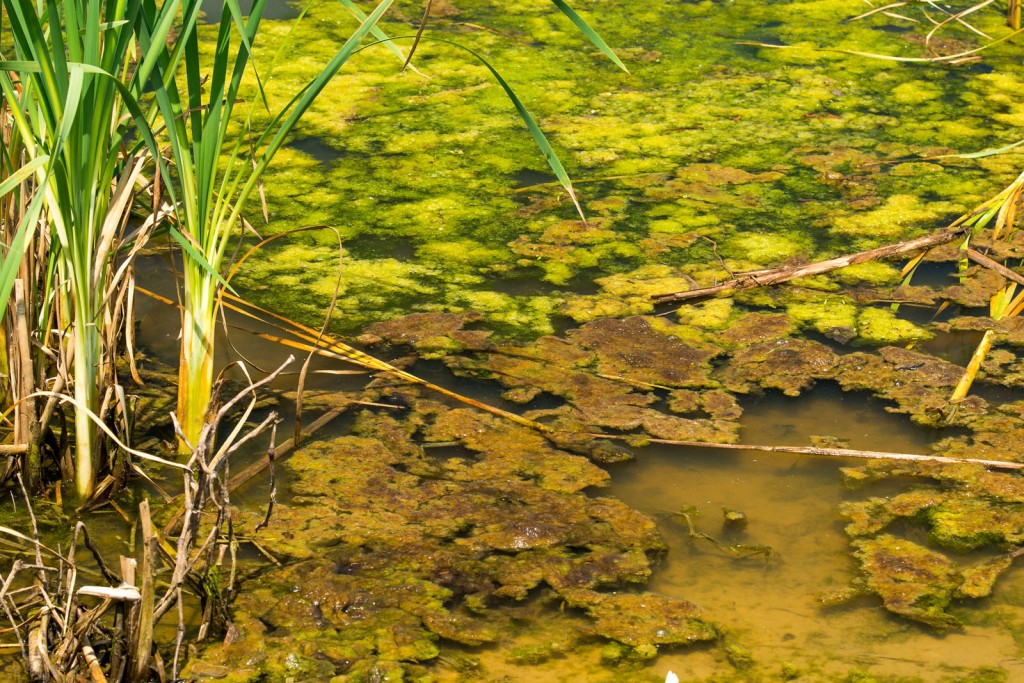 harmful algal blooms