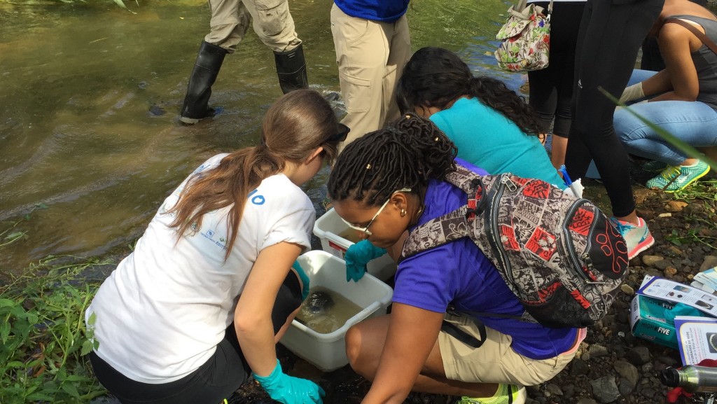 Volunteers collect macroinvertebrates from streams in Puerto Rico.